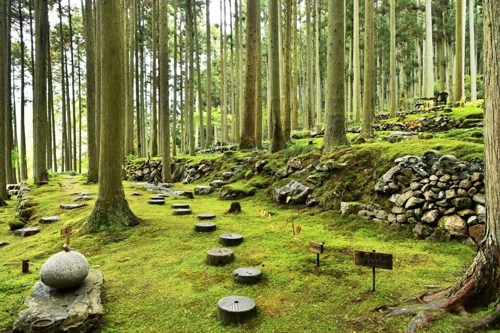 西予市_苔むしろ