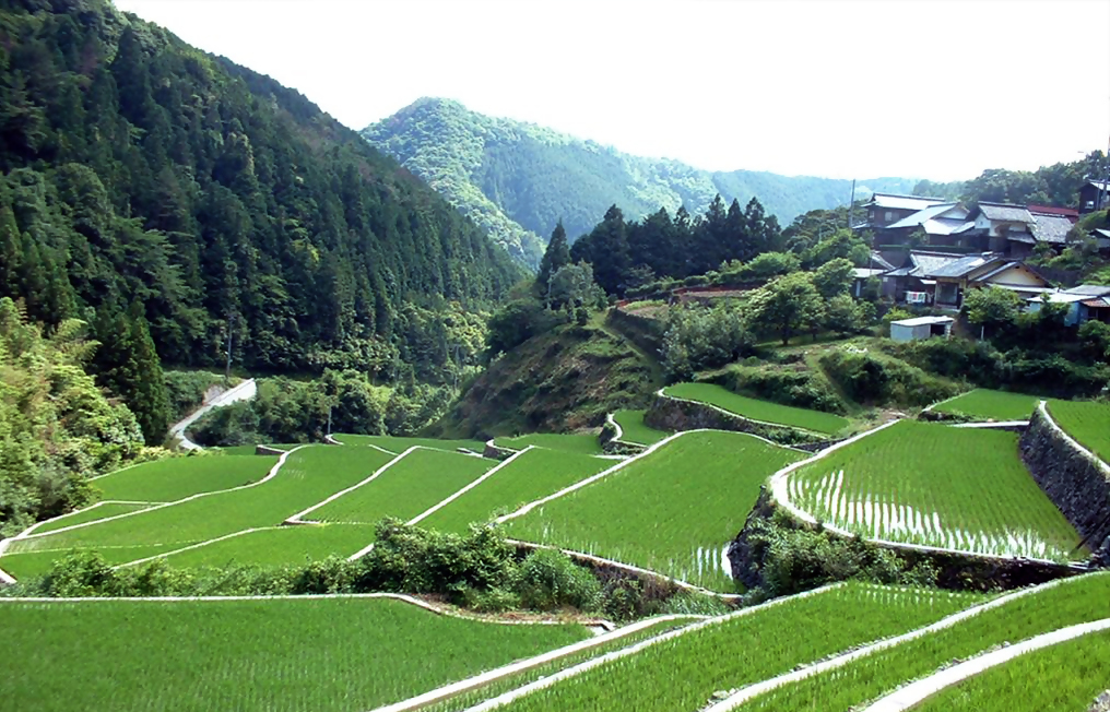 松野町_奥内の棚田