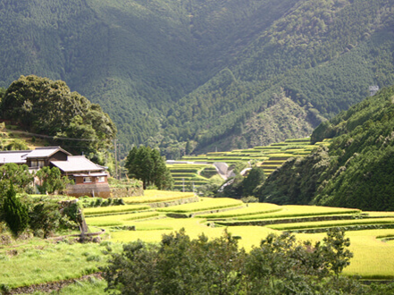 愛南町_山出の棚田